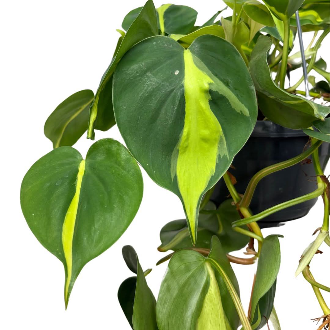 Dettaglio foglie cuoriformi del Philodendron Brasil, con variegature giallo-verdi