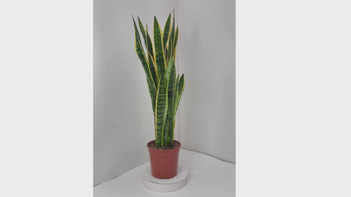 Sansevieria Laurentii Extra  Altezza Pianta 120 cm