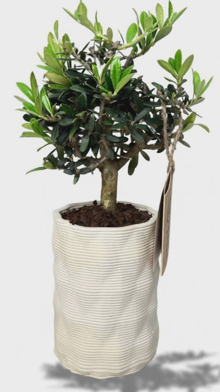 Bonsai Olivo Andromeda