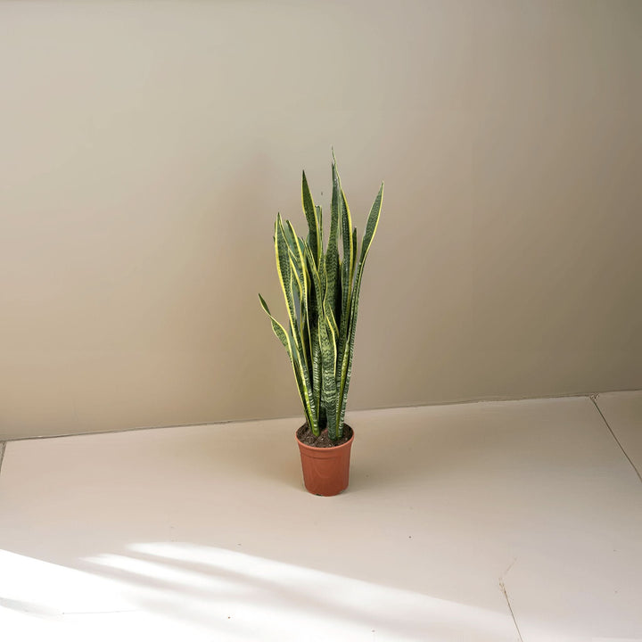 Sansevieria Laurentii Extra ambientata in interno moderno