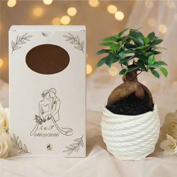 Bomboniera matrimonio bonsai ficus ginseng con scatola personalizzata
