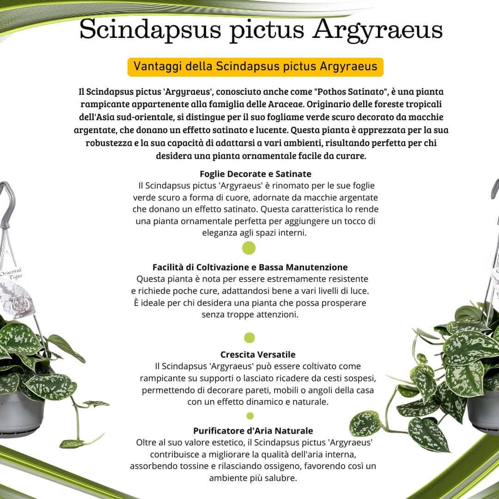 Scheda informativa Scindapsus pictus Argyraeus