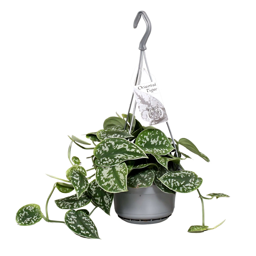 Scindapsus pictus Argyraeus vaso sospeso 14 cm con foglie a cuore argentate