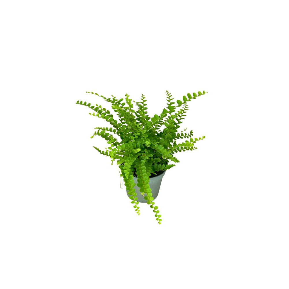 Mini felce verde per terrarium