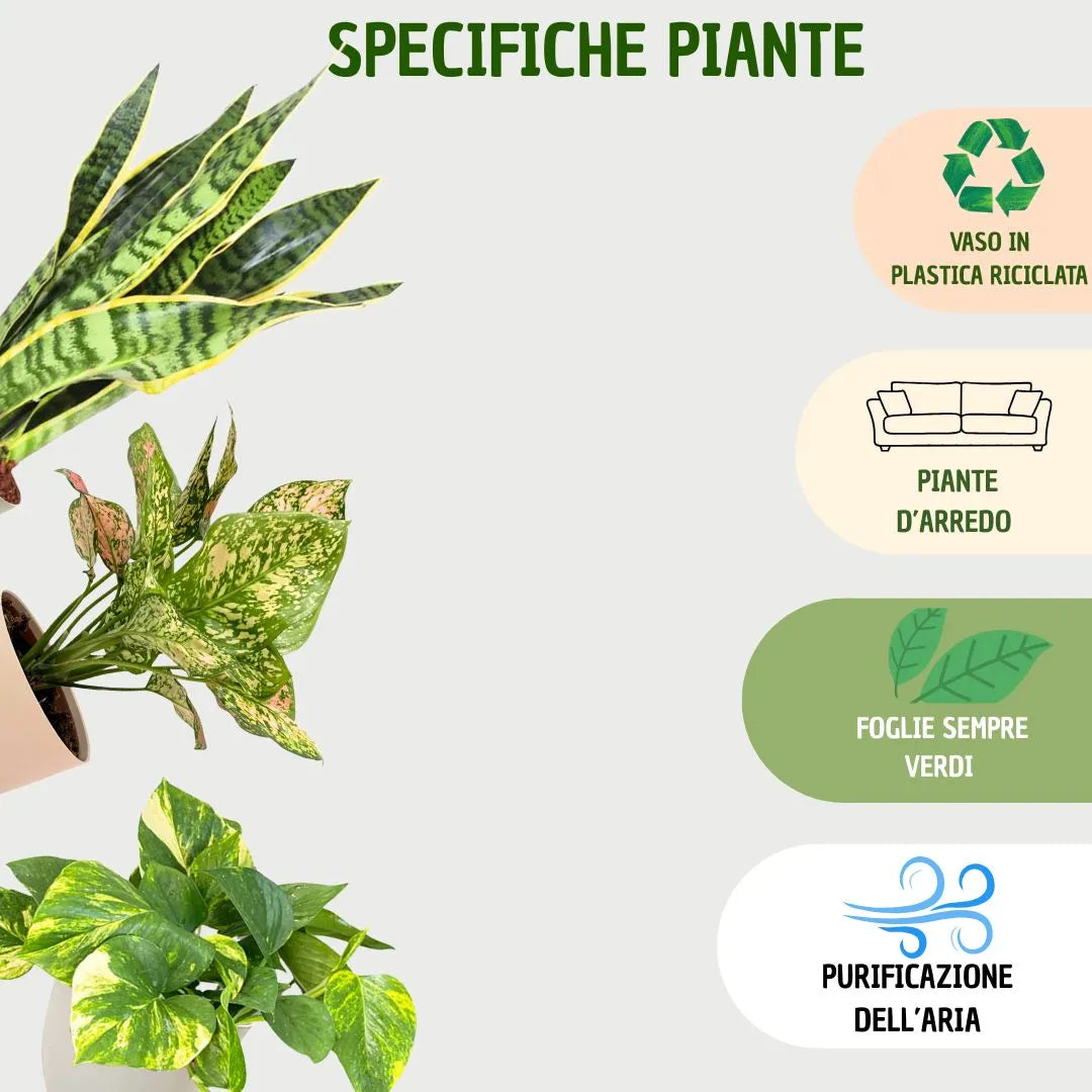 scheda informativa che mostra i benefici delle piante: vasi in plastica riciclata, foglie sempreverdi e funzione purificante.