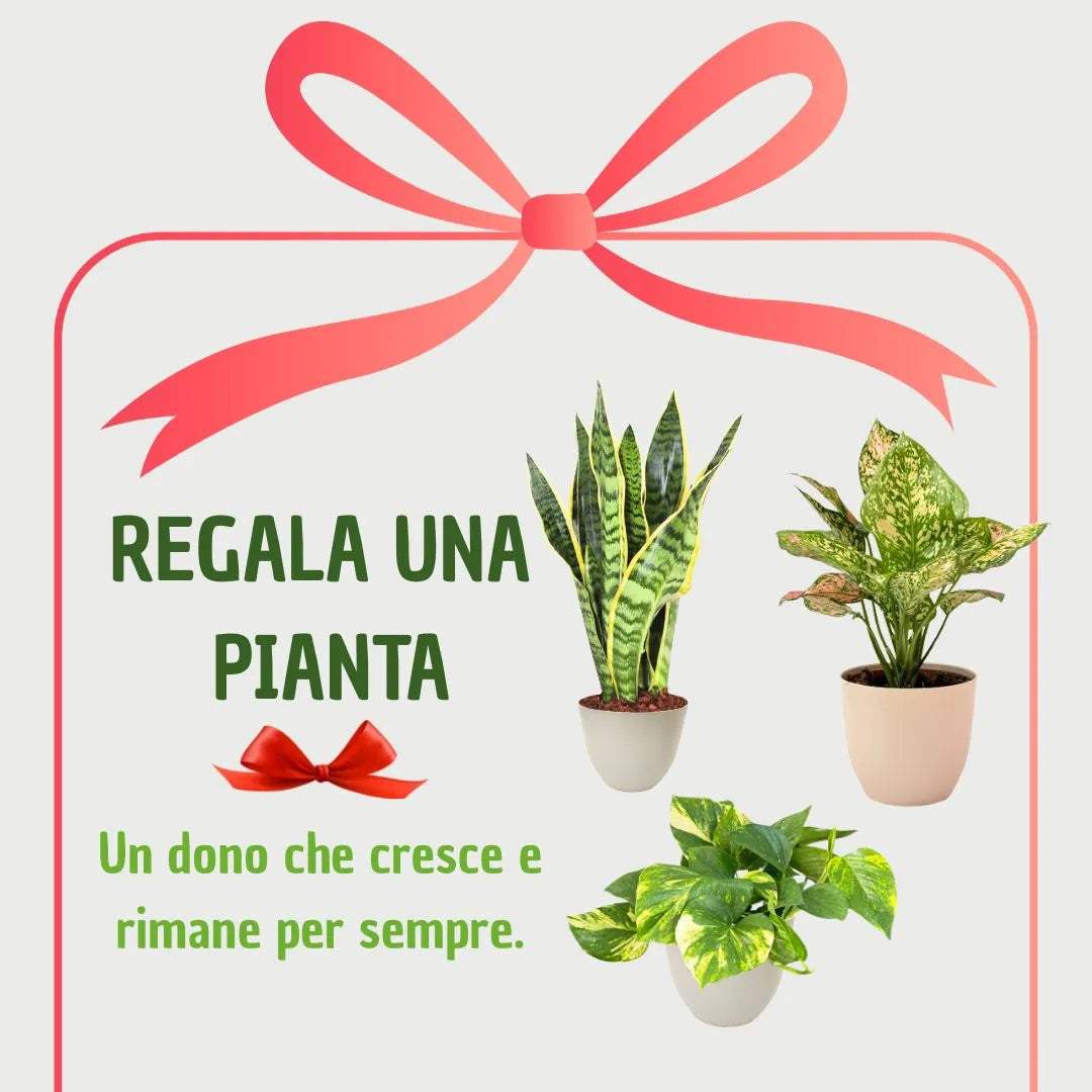 Immagine con tre piante in vaso avorio confezionate come regalo. Testo: “Regala una pianta, un dono che cresce e rimane”.