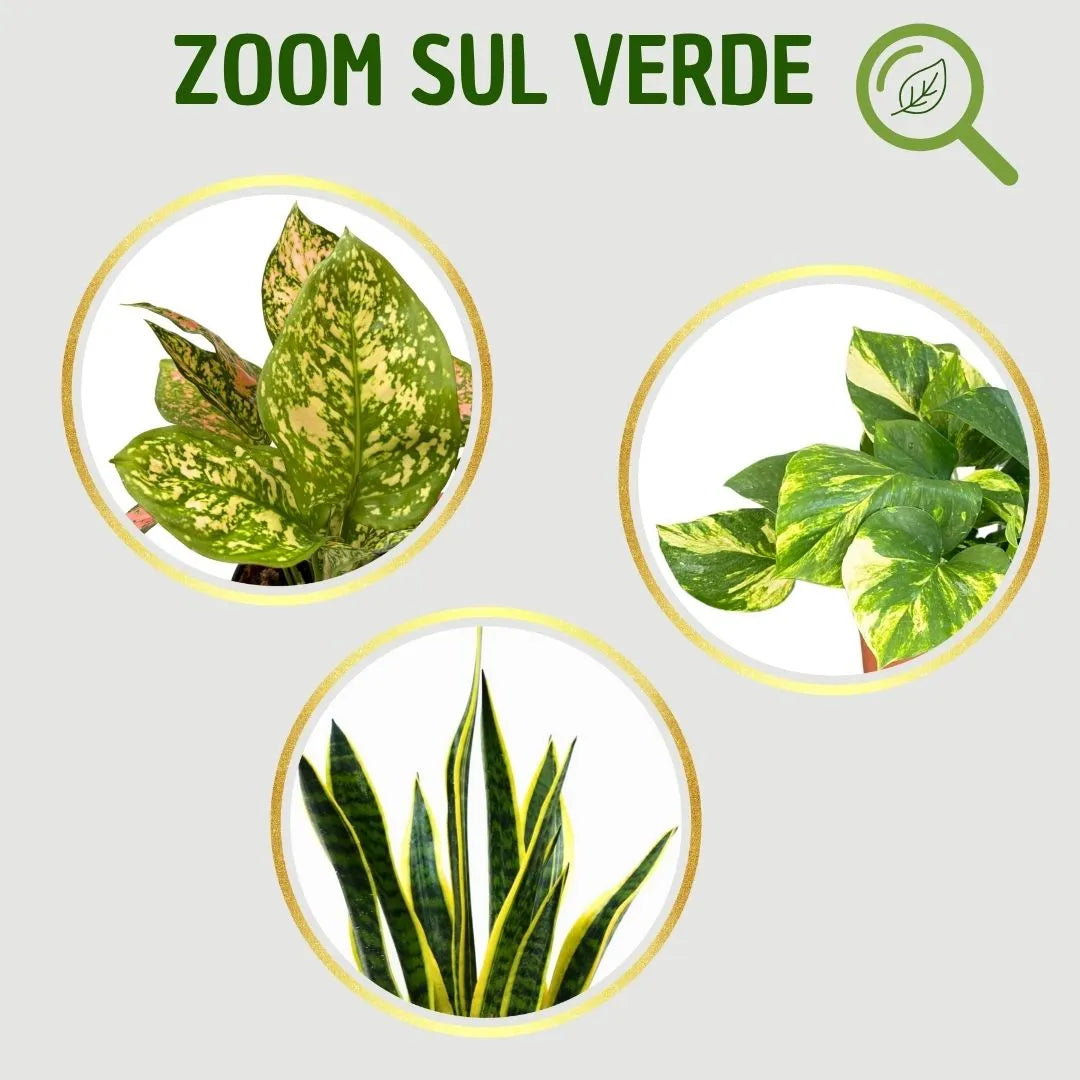 Primo piano sulle foglie di tre piante verdi: Aglaonema, Pothos e Sansevieria. Texture e colori del fogliame in evidenza.