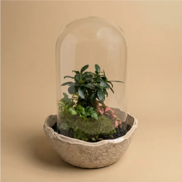 Terrarium con cupola di vetro grande