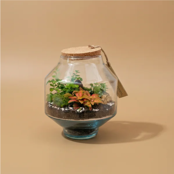 Terrarium Elia con piante verdi