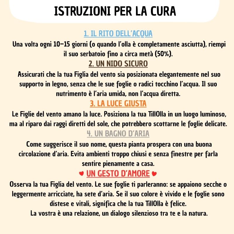 infografica che spiga come prendersi cura della tillandsia