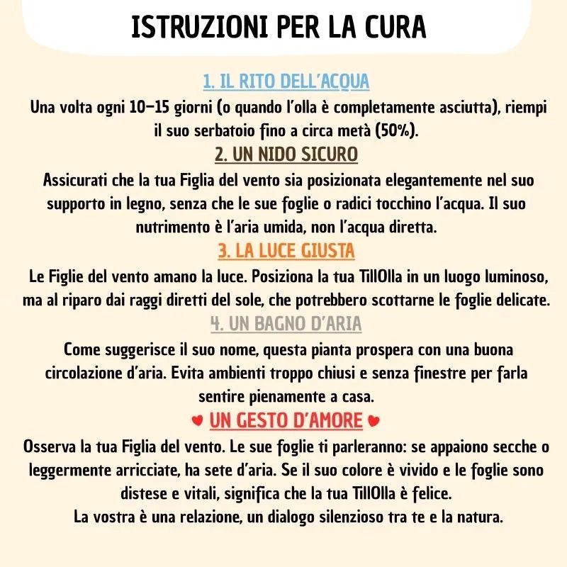 infografica che spiga come prendersi cura della tillandsia