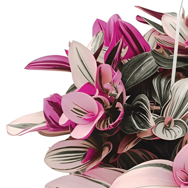 Dettaglio delle foglie variegate di Tradescantia Nanouk