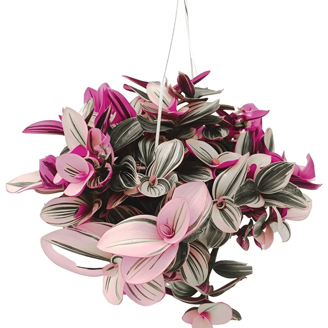 Pianta Tradescantia Nanouk con foglie rosa e verdi in vaso da 20 cm