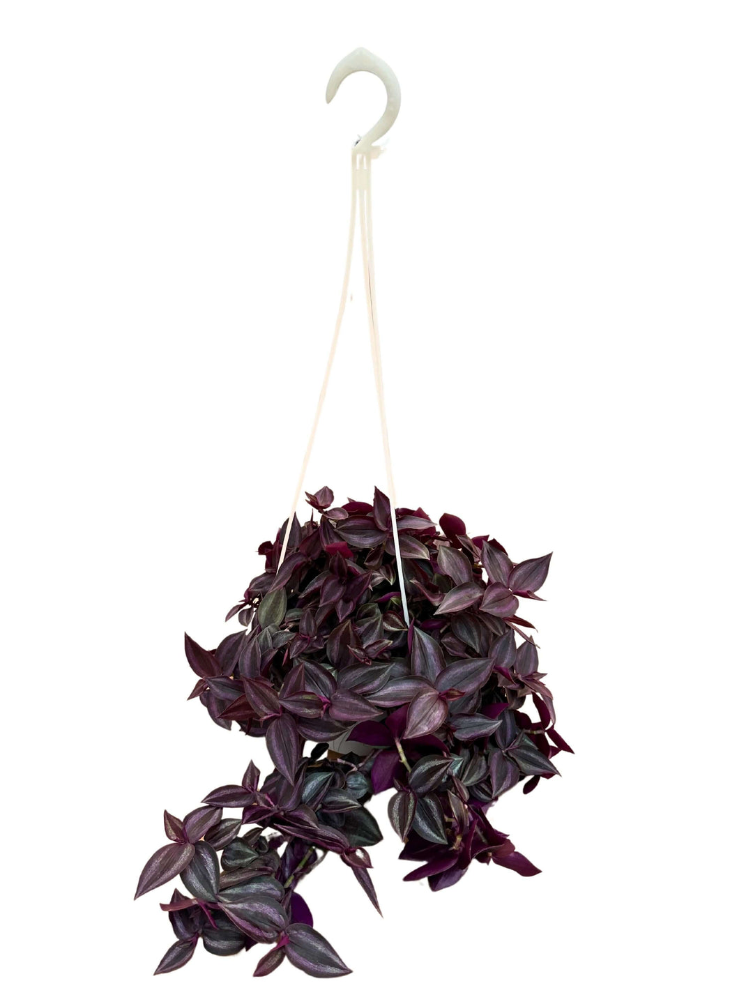 tradescantia zebra pendente in vaso basket vista frontale