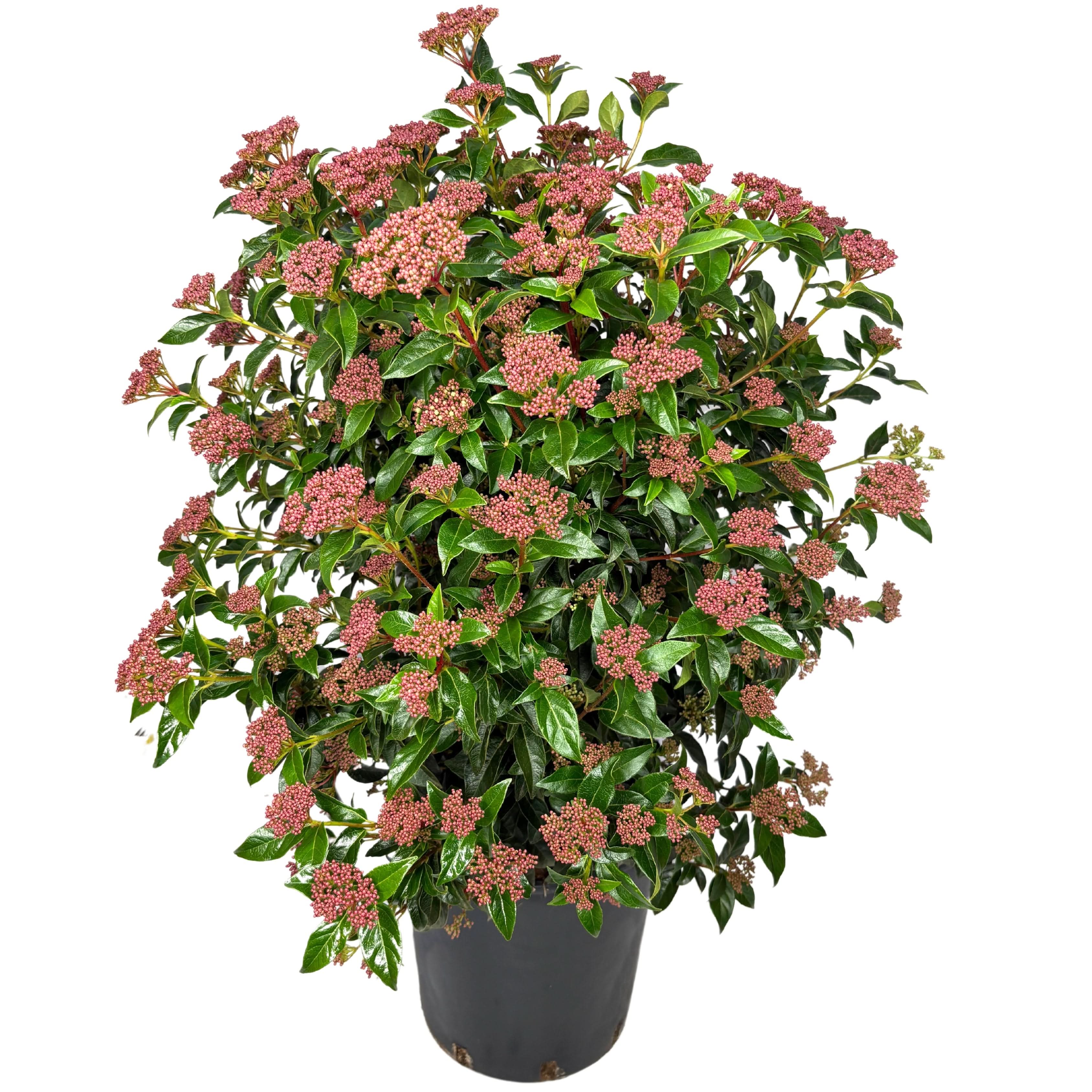 Viburnum Tinus: Albero Sempreverde Da Vaso, Fiorito Anche D'Inverno! - 2