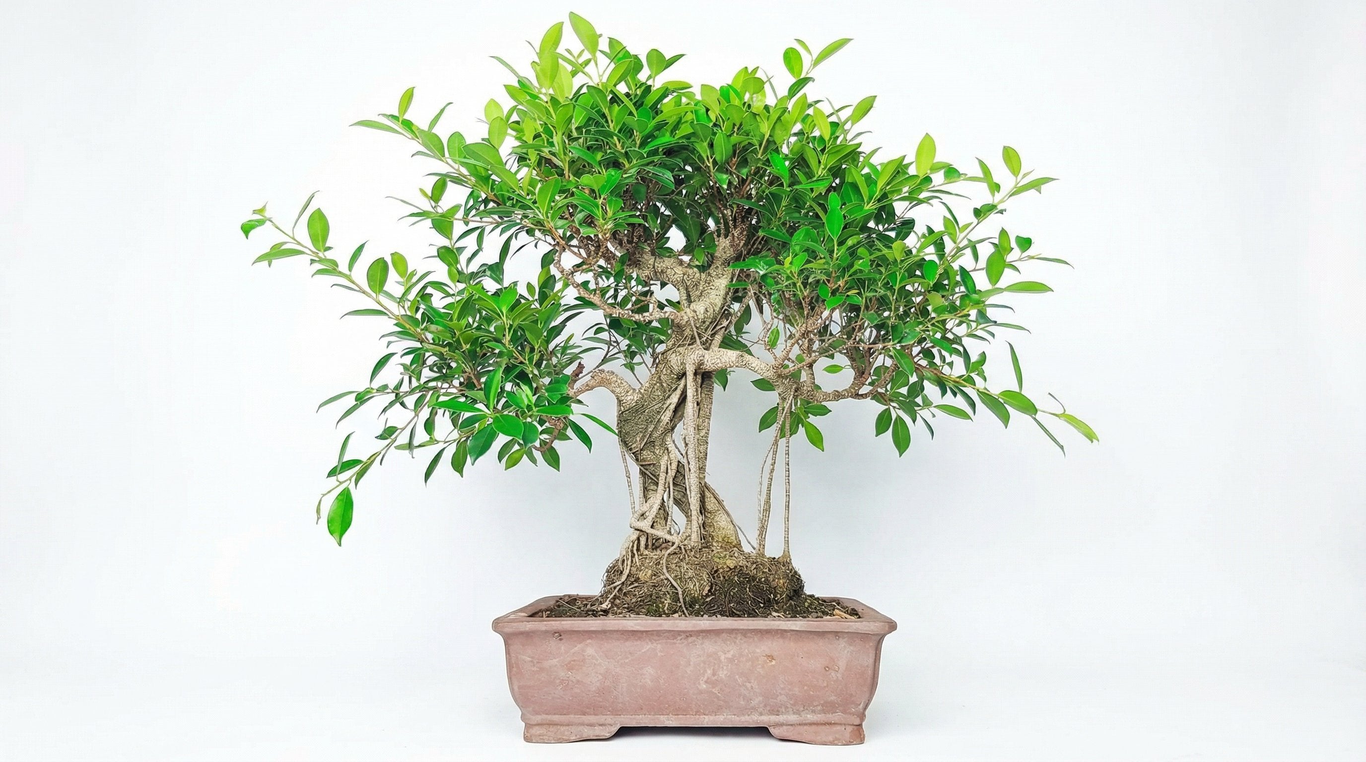 Potatura Bonsai Ficus: Guida Pratica Completa per Tutti — i Giardini di ...
