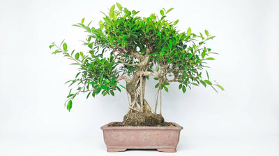 Potatura Bonsai Ficus: Il Segreto per una Chioma Perfetta