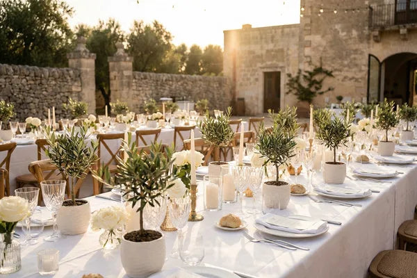 Bonsai Olivo come Regalo di Matrimonio: Idee Originali per Ogni Budget (Edizione 2026)