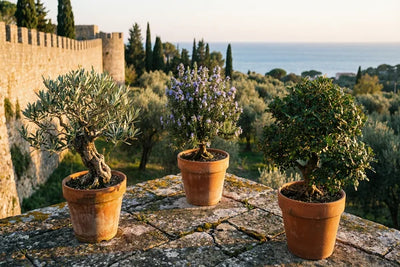 Bonsai Mediterraneo: La Guida Completa per Coltivare l'Anima del Mediterraneo