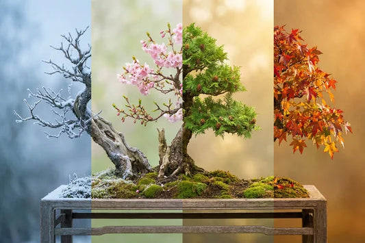 Bonsai nelle quattro stagioni primavera estate autunno inverno
