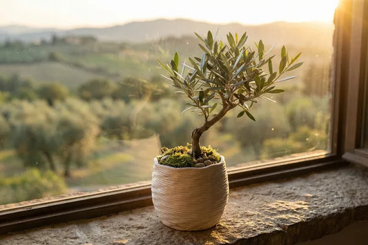 Bonsai Olivo su davanzale finestra e tramonto