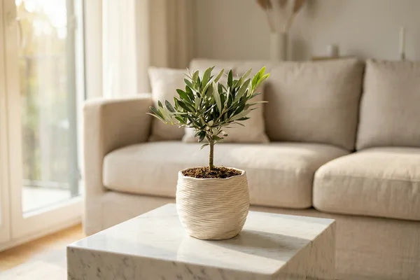 Bonsai Olivo e Interior Design: Come Scegliere la Forma Perfetta per il Tuo Stile