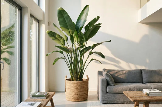 Strelitzia nicolai grande pianta da interno in soggiorno di design