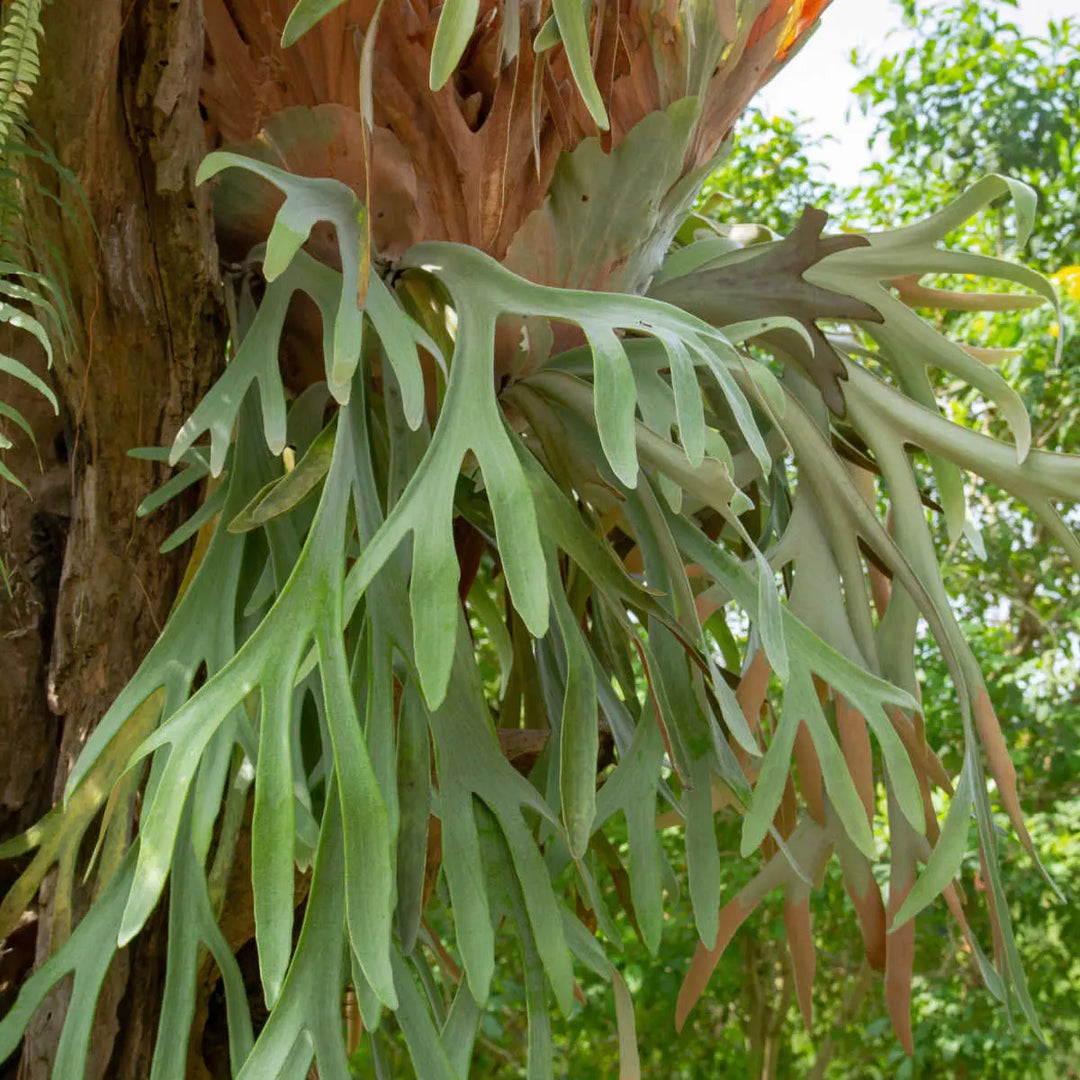 Pianta di Platycerium bifurcatum, nota come corno di cervo, con foglie lunghe e lobate che pendono dall'albero su cui cresce.