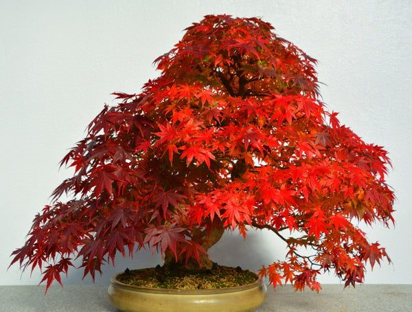 Bonsai Acero: Il Re dei Colori Autunnali | I Giardini di Giulia