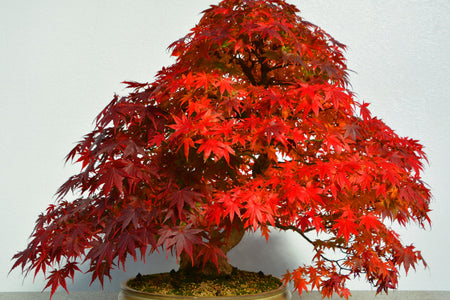 Bonsai Acero: Il Re dei Colori Autunnali | I Giardini di Giulia