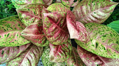 Aglaonema Tropicali: Le Piante da Ufficio