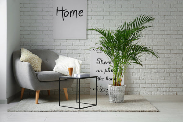 Palma Areca La Guida per una Pianta Sana e Rigogliosa