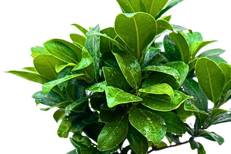 Ficus Ginseng: La Guida Definitiva al Bonsai più Amato