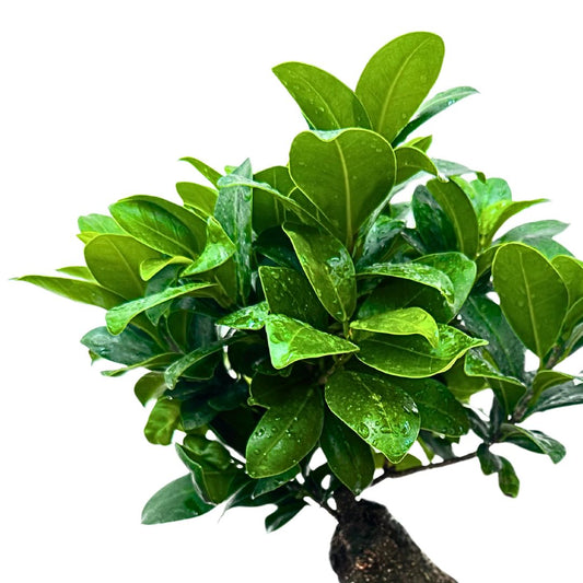 chioma di Foglie di ficus Ginseng verde intenso, con goccioline di acqua su di esse