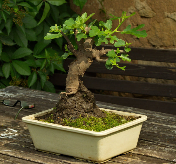 Bonsai di Fico: Il Compagno Perfetto per Principianti | I Giardini di Giulia