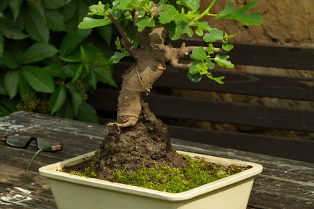 Bonsai di Fico: Il Compagno Perfetto per Principianti | I Giardini di Giulia