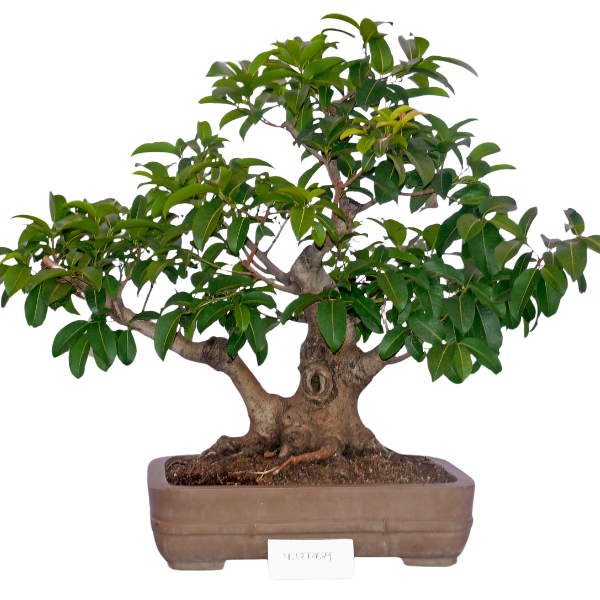 Come Scegliere il Bonsai Ficus Giusto per Te