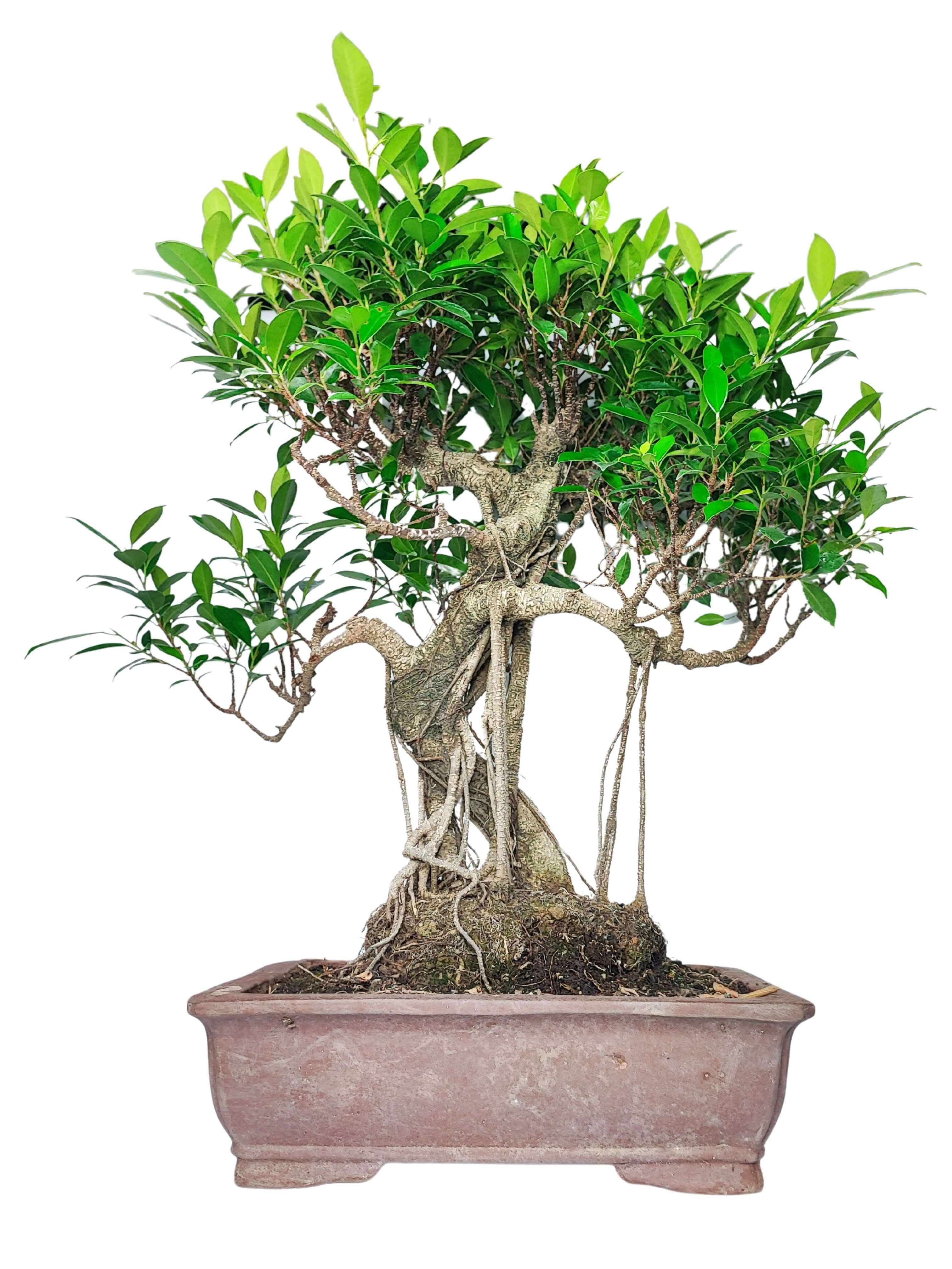 Bonsai Ficus: cura, crescita e consigli pratici