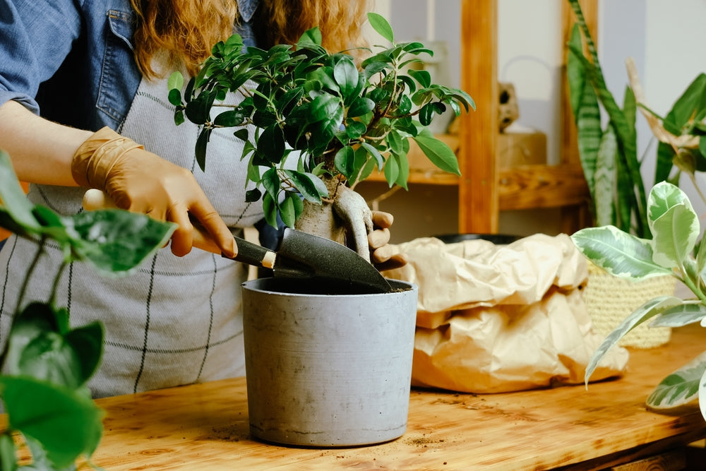 Guida Completa alla Cura dei Bonsai in Estate: Consigli di un Esperto per Ogni Varietà