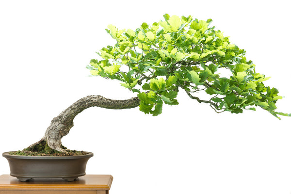 Bonsai Quercus suber: La Maestosa Quercia da Sughero | I Giardini di Giulia