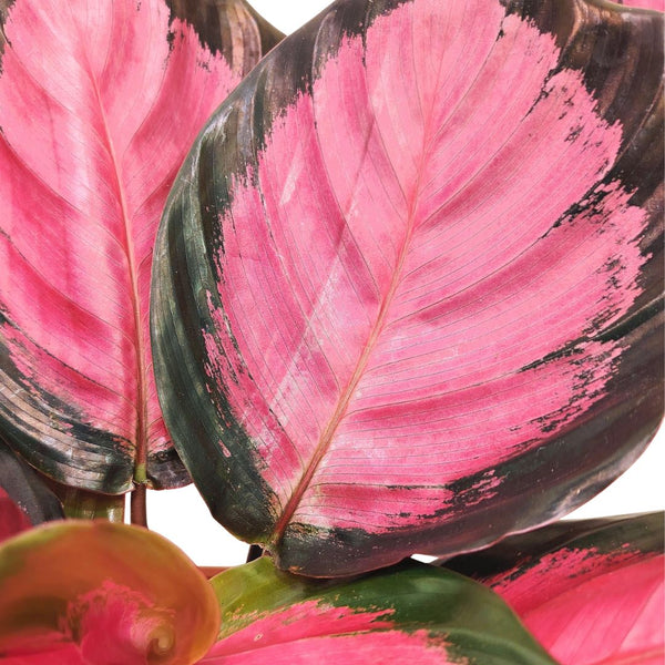 Calathea: Guida Completa 2026 alla Coltivazione in Appartamento