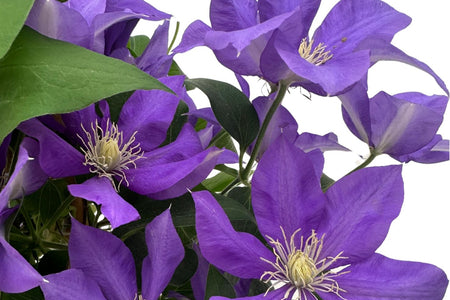 Clematis: Eleganza Rampicante e Guida Completa alla Coltivazione