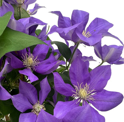 Clematis: Eleganza Rampicante e Guida Completa alla Coltivazione