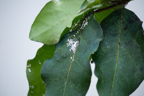 SOS Verde Domestico: Guida Completa alle Malattie delle Piante da Interno e Come Curarle con I Giardini di Giulia