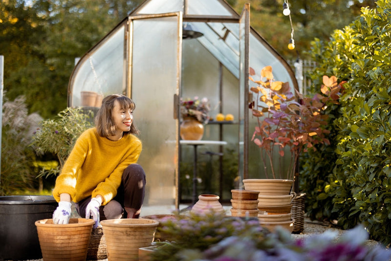Autunno in Casa: La Guida Definitiva per Prendersi Cura delle Tue Piante da Interno