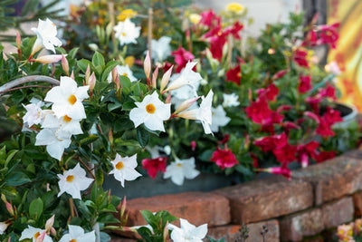 Dipladenia: Colore e Bellezza per Balconi e Terrazzi - Guida Completa