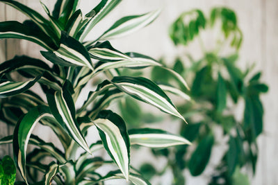 Dracaena Cura: La Guida Completa per Far Prosperare la Tua Pianta del Drago