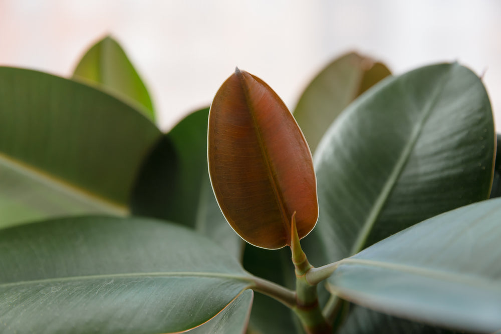 Ficus Elastica: La Pianta Scultorea con Foglie Giganti che Arreda e Purifica