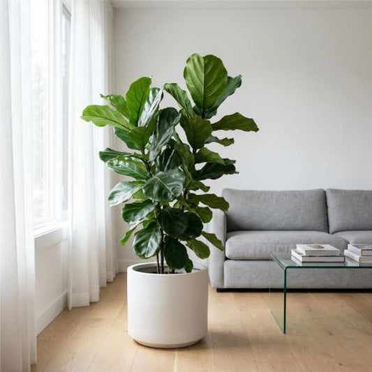 Ficus Lyrata in soggiorno moderno minimalista con vaso bianco vicino finestra luminosa