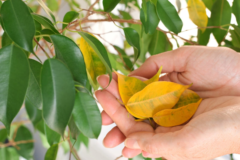 Ficus Benjamin Problemi e Soluzioni: La Guida per Risolvere Ogni Difficoltà